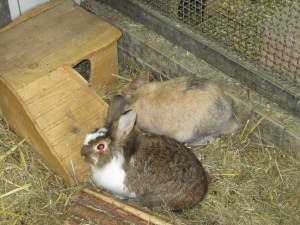 IMG_7222 (Andere)Nina und Poldi