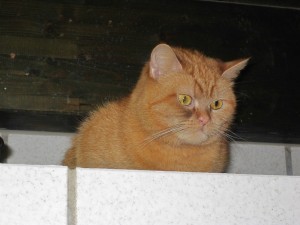 IMG_7241 (Andere)lea