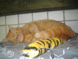 IMG_7244 (Andere)lea