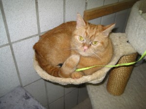 IMG_7263 (Andere)lea
