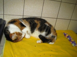 IMG_7322 (Andere)Leia