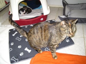 IMG_7169 (Andere)Lola mit Babies