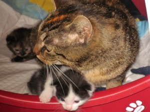 IMG_7172 (Andere)Lola mit Babies