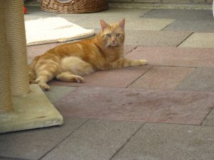 IMG_7450 (Andere)Elmo