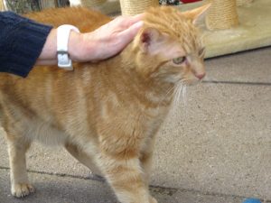 IMG_7451 (Andere)Elmo