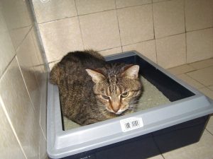 IMG_7532 (Andere)Lissy