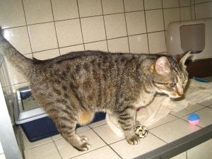 IMG_7627 (Andere)lissy