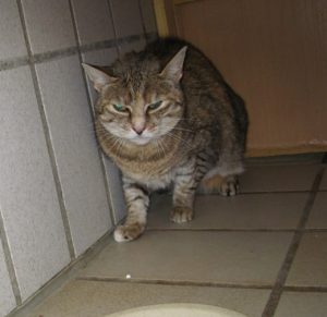 IMG_7637 (Andere)Minkie