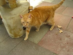 IMG_7689 (Andere)