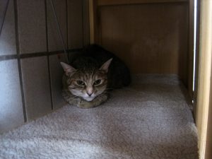 IMG_7801 (Andere)minki