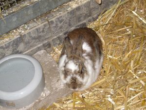 IMG_7696 (Andere)trudi