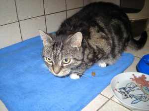 IMG_7709 (Andere)Sweet-James