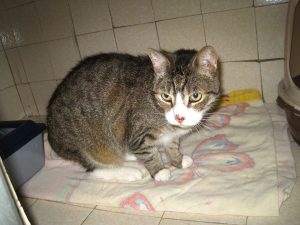 IMG_7720 (Andere)Gery