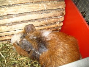 IMG_7738 (Andere)