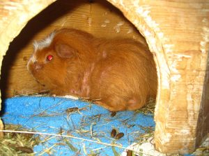 IMG_7740 (Andere)gismo