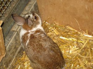 IMG_7749 (Andere)heidi