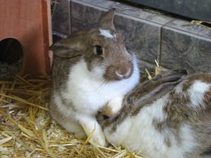 IMG_7751 (Andere)resie