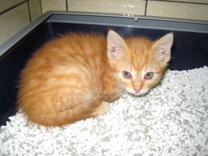 IMG_7770 (Andere)phoenix
