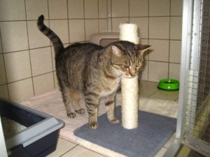 IMG_7772 (Andere)lissy