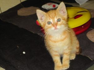 IMG_7781 (Andere)phoenix