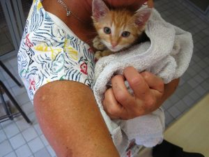 IMG_7786 (Andere)phoenix