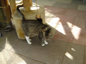 IMG_7849 (Andere)heidi
