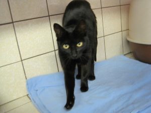 IMG_7852 (Andere)Fundkatze N.V.