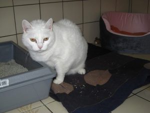 IMG_7869 (Andere)maruska