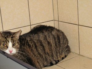IMG_7888 (Andere)kira