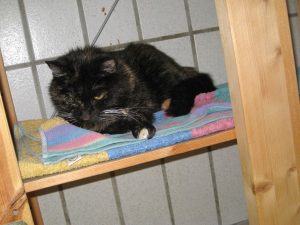 IMG_7908 (Andere)Mimie