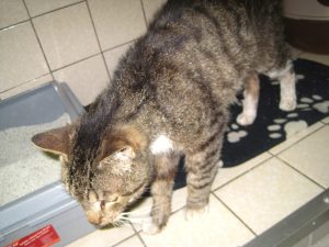IMG_7950 (Andere)bobby