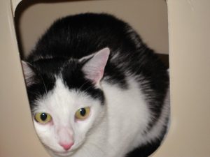 IMG_8012 (Andere)Timmy