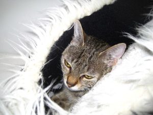 IMG_8015 (Andere)Ella