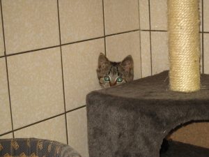 IMG_8028 (Andere)Whisky