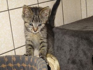IMG_8029 (Andere)whisky