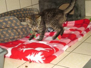 IMG_8033 (Andere)whisky