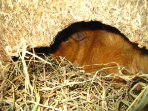 IMG_8116 (Andere)