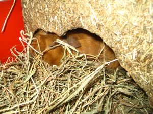 IMG_8121 (Andere)