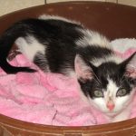IMG_8146 (Andere)micky