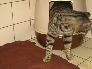 IMG_8153 (Andere)
