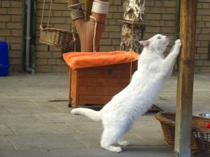 IMG_8287 (Andere)