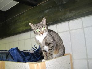 img_8343-andereperle
