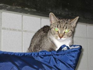 img_8347-andereperle
