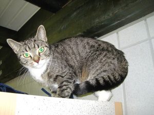 img_8348-andereperle