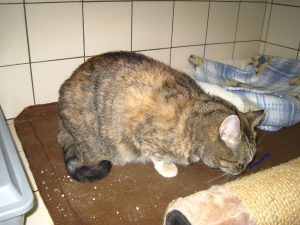 img_8402puenktchen-andere