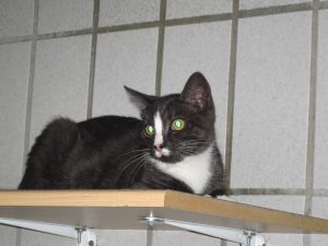 img_8422fans-andere