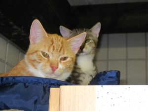 img_8425adam-und-higgins-andere