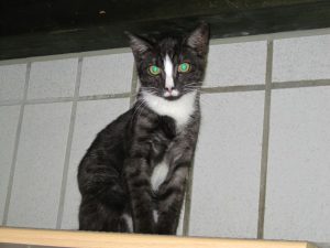 img_8444fans-andere