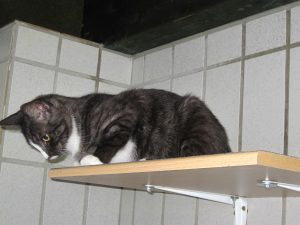 img_8446fans-andere