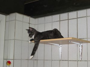 img_8447fans-andere